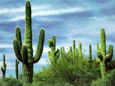 cactus-01.jpg